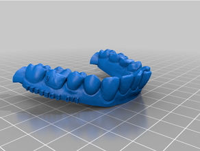 muestra dental modelos preparado impresión modelo 3d print model - Mito3D