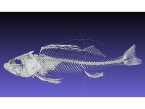 pertica scheletro modello Perdere flavescens 3d print model - Mito3D