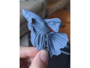 beta pez animales acuario 3d print model - Mito3D