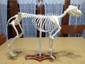 Skelett Perro Hund Remix Anatomie anatomisch Tier Tiere Craneo Maske Schädel Veterinär 3d print model - Mito3D