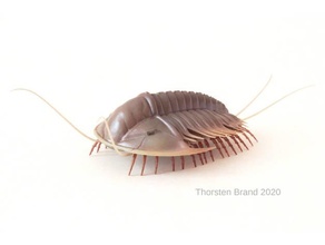 olenoides serratus trilobite animale cambriano 3d print model - Mito3D