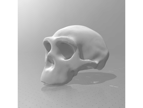 homo erectus skull 1 scale 3dscan ancient animal anthropology archeology australopithecus education educational evolution fossil fossils hominid naledi human kinect science skeleton xbox 3d print model - Mito3D