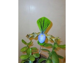 orquídeas paphiopedilum Fleurs plantador sabot Vênus 3d print model - Mito3D