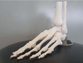 anatomik iskelet ayak tamamen mafsallı anatomi model 3d print model - Mito3D