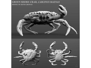 rive Crabe 3d print model - Mito3D