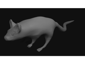 ratto topo animale 3d print model - Mito3D