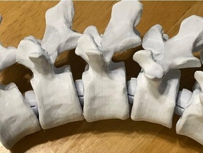 eklemli bel omur anatomi omurga top priz bağlantı bodyparts3d kemik kinematik fiziksel terapi fizyoterapi kordon yaralanma 3d print model - Mito3D
