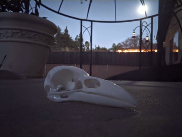 raven skull animal bird 3D print model - Mito3D