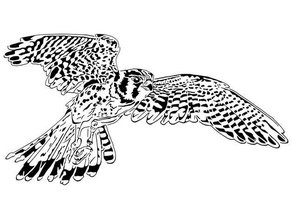 faucon pochoir animal oiseau 3d print model - Mito3D