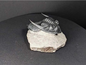 trilobite zlichovaspis hausmani petrified prehistoric replica scan trilobite 3d print model - Mito3D
