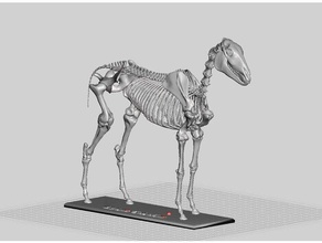 horse skeleton 3d print model - Mito3D