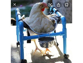 bird wheel chair animals injured wheelchair 3d print model - Mito3D