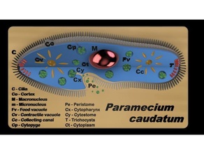 paramecium - educational model 3d print model - Mito3D