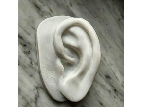 michelangelo's david ear 3d print model - Mito3D