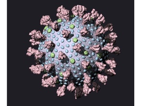 coronavirus 2019 ncov accurato corona virus covid 19 realistico scientifico 3d print model - Mito3D