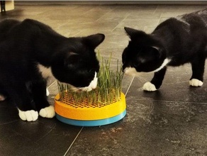 Katze Gras Pflanzer grasnapf katze katzengras Miau Topf Weizen 3d print model - Mito3D
