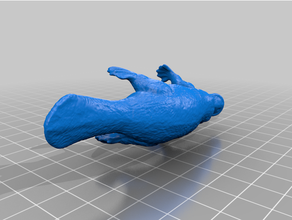 ornitorenk hayvan Avustralya model monotreme oyuncak 3d print model - Mito3D