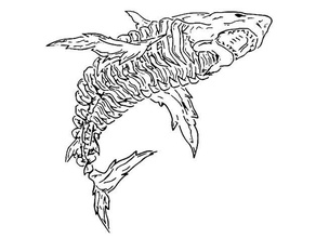 skeleton shark stencil airbrush animal mammal 3d print model - Mito3D
