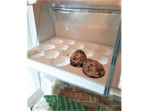 codorniz huevo refrigerador almacenamiento esperando lager huevos estante soporte cocina codornices 3d print model - Mito3D