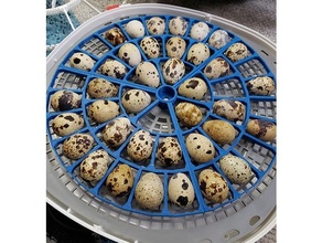 nurture-rite quail rails egg hatching nurture 360 tray turner 3d print model - Mito3D