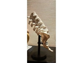 lumbar vertebrae sacrum movable stand 3d print model - Mito3D