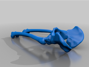pelvis-low 3d print model - Mito3D