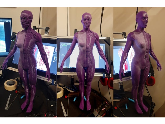 weiblich Anatomie Referenz 1 3 Rahmen Remix Beschreibung anatomisch Modell Körper Charakter Zahl 3D print model - Mito3D