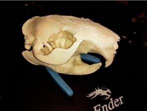 2-piece american beaver skull biology animal 3d print model - Mito3D
