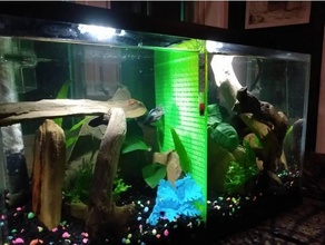 10 gallone acquario divisore animali domestici betta pesce serbatoio Acquario 3d print model - Mito3D