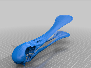 spatola cranio animali amazon uccello palude acquatico 3d print model - Mito3D
