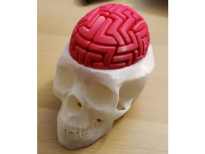 dr cerebro interruptor automático real cráneo rompecabezas 3d print model - Mito3D