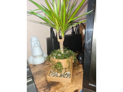 dracaena marginata cane planter alexchadwick1 Outdoor & Garden garden holder outdoor plant pot wood 3d print model - Mito3D
