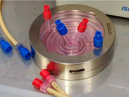 luer lock f cap wavexx Biology hole plug male female microbiology 3d print model - Mito3D