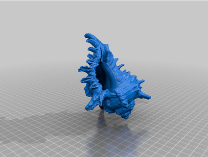deniz kabuğu 3d taramak Drmaettu 3d print model - Mito3D