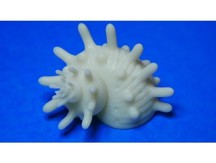 conchiglia dede121 3d print model - Mito3D