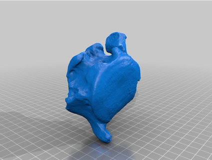 fossil vertebrae 3d scan seediph 3d print model - Mito3D