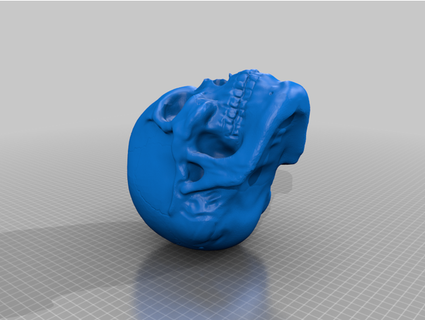 humano cráneo davisantiago3d 3d print model - Mito3D
