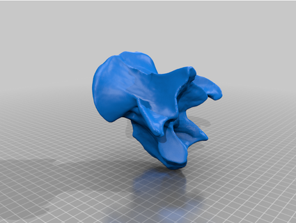 vaca vértebra seedph 3d print model - Mito3D