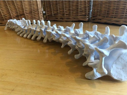 full-sized anatomically correct articulating spine davemakesstuff 3d print model - Mito3D