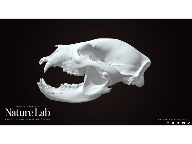 noir ours crâne dactylographier 3D print model - Mito3D