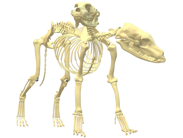morte cão esqueleto sleyvas 3D print model - Mito3D
