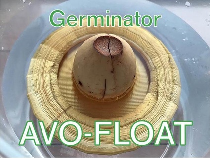 avo float aguacate semilla germinador kenken0851 3d print model - Mito3D