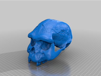 homo erectus skull jtonerii 3d print model - Mito3D