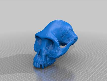 australopithèque afarensis crâne jtoners 3d print model - Mito3D