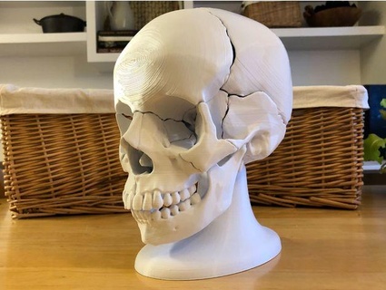 cheio Tamanho anatomically correct 18 piece magnético humano crânio modelo coisas davemakes 3d print model - Mito3D