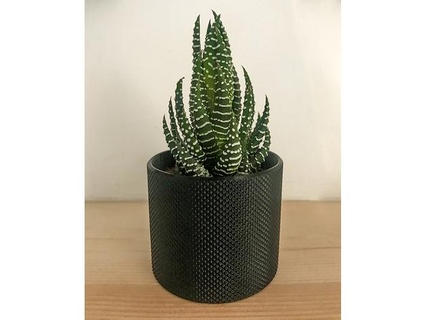 small succulent knurled pot imarchitect 3d print model - Mito3D