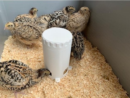 quail feeder sergey2484 3d print model - Mito3D