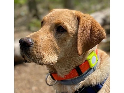 Apfel artag Hund Halsband Halter Unterstützung hundehalsbandhalterung sven 3d print model - Mito3D