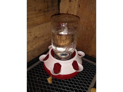 duckling chick waterer remix mason jar soda bottle irish alley 3d print model - Mito3D