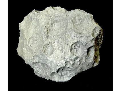 asteroide Gibbies petal3d 3d print model - Mito3D